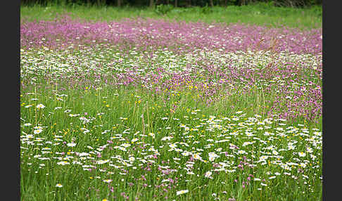 Margerite (Leucanthemum vulgare)