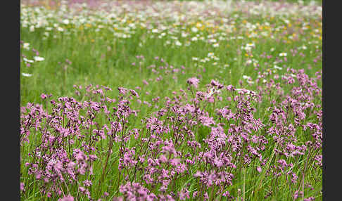 Margerite (Leucanthemum vulgare)