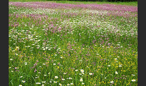 Margerite (Leucanthemum vulgare)