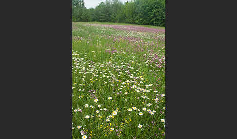 Margerite (Leucanthemum vulgare)