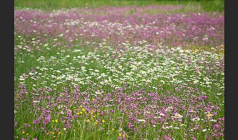 Margerite (Leucanthemum vulgare)