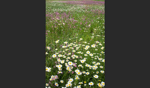 Margerite (Leucanthemum vulgare)