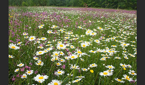 Margerite (Leucanthemum vulgare)