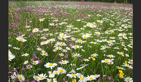 Margerite (Leucanthemum vulgare)