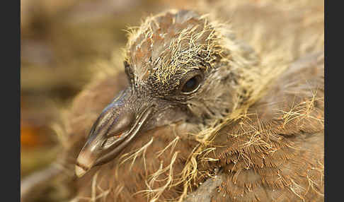 Ringeltaube (Columba palumbus)