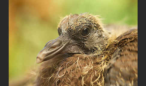 Ringeltaube (Columba palumbus)