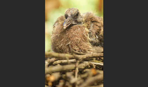 Ringeltaube (Columba palumbus)