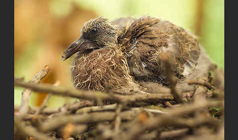 Ringeltaube (Columba palumbus)