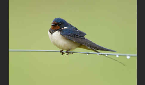 Rauchschwalbe (Hirundo rustica)