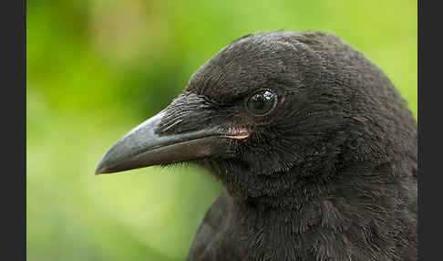 Rabenkrähe (Corvus corone corone)