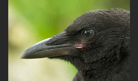 Rabenkrähe (Corvus corone corone)