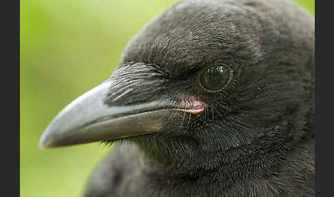 Rabenkrähe (Corvus corone corone)