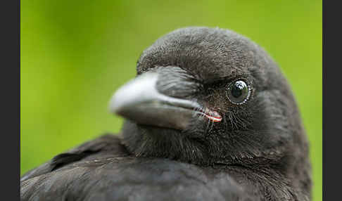 Rabenkrähe (Corvus corone corone)