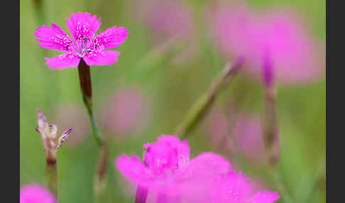 Heide-Nelke (Dianthus deltoides)