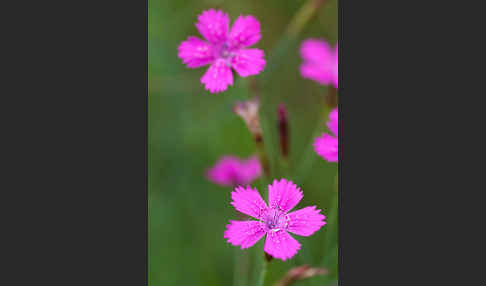 Heide-Nelke (Dianthus deltoides)