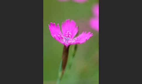 Heide-Nelke (Dianthus deltoides)