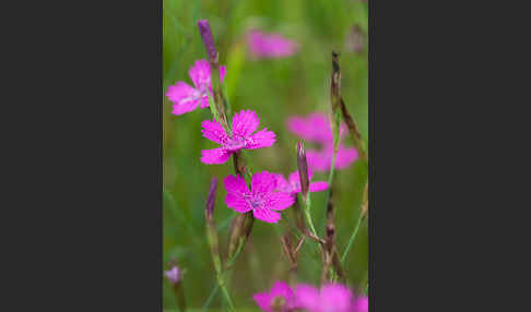 Heide-Nelke (Dianthus deltoides)