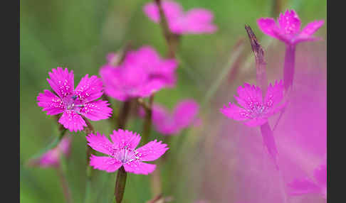 Heide-Nelke (Dianthus deltoides)