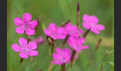 Heide-Nelke (Dianthus deltoides)