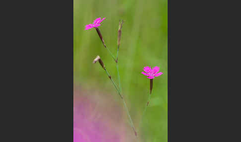 Rauhe Nelke (Dianthus armeria)