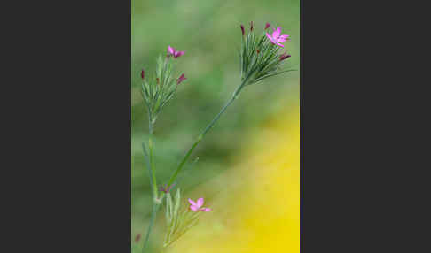 Rauhe Nelke (Dianthus armeria)