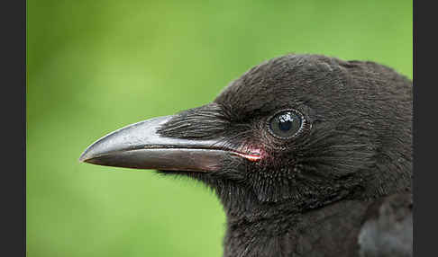 Rabenkrähe (Corvus corone corone)