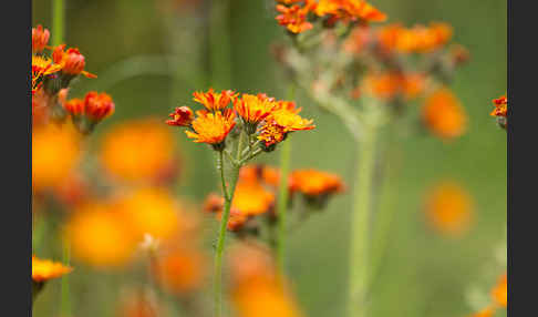 Orangerotes Habichtskraut (Hieracium aurantiacum)