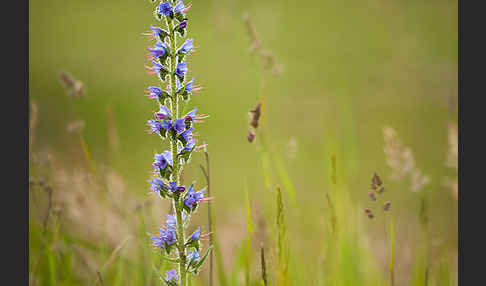 Gewöhnlicher Natternkopf (Echium vulgare)