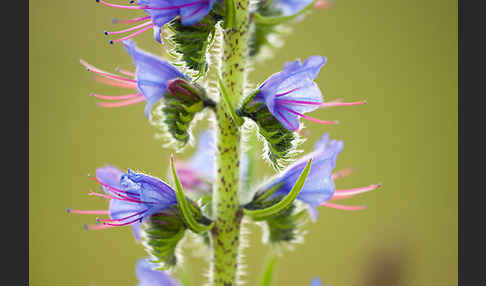 Gewöhnlicher Natternkopf (Echium vulgare)