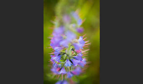 Gewöhnlicher Natternkopf (Echium vulgare)