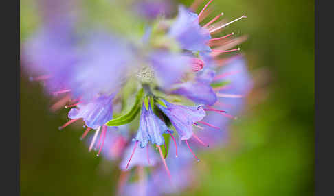 Gewöhnlicher Natternkopf (Echium vulgare)