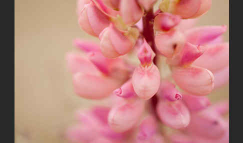 Stauden-Lupine (Lupinus polyphyllus)