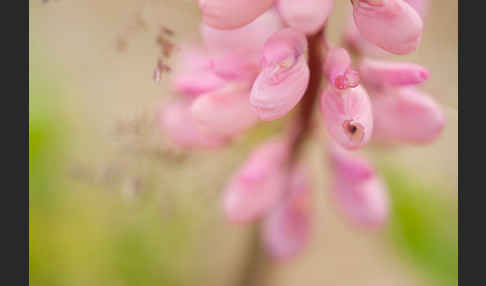 Stauden-Lupine (Lupinus polyphyllus)