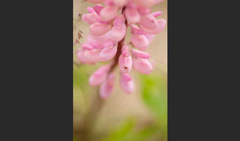 Stauden-Lupine (Lupinus polyphyllus)