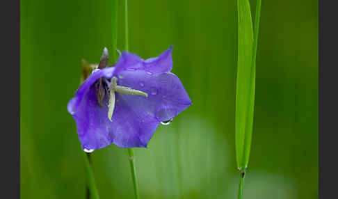 Pfirsichblättrige Glockenblume (Campanula persicifolia)