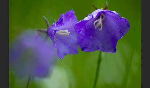 Pfirsichblättrige Glockenblume (Campanula persicifolia)