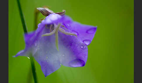 Pfirsichblättrige Glockenblume (Campanula persicifolia)