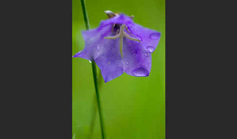 Pfirsichblättrige Glockenblume (Campanula persicifolia)