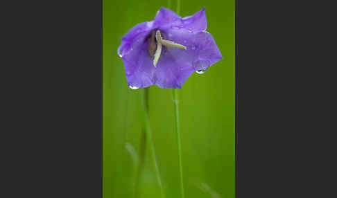 Pfirsichblättrige Glockenblume (Campanula persicifolia)