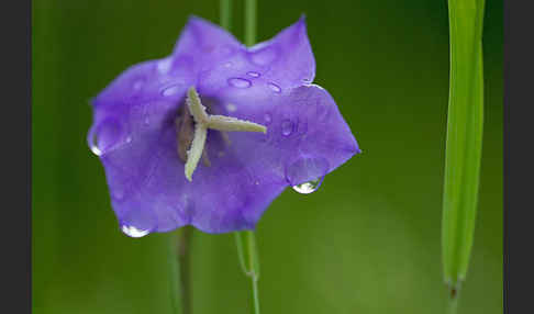 Pfirsichblättrige Glockenblume (Campanula persicifolia)