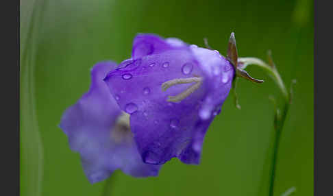 Pfirsichblättrige Glockenblume (Campanula persicifolia)