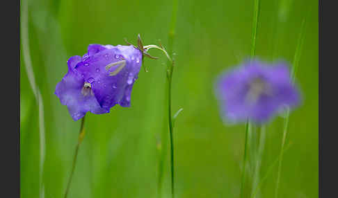 Pfirsichblättrige Glockenblume (Campanula persicifolia)