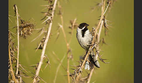 Rohrammer (Emberiza schoeniclus)