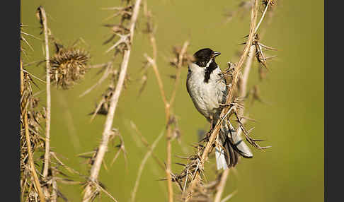 Rohrammer (Emberiza schoeniclus)