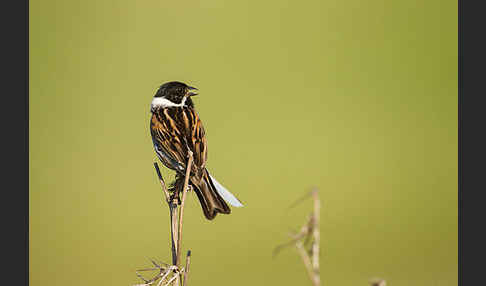 Rohrammer (Emberiza schoeniclus)