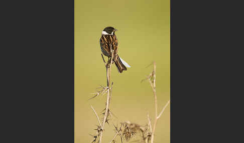 Rohrammer (Emberiza schoeniclus)