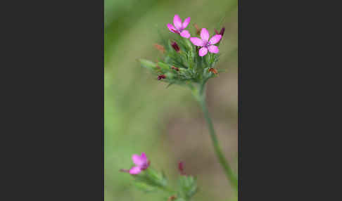 Rauhe Nelke (Dianthus armeria)