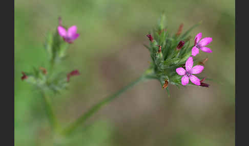 Rauhe Nelke (Dianthus armeria)