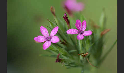 Rauhe Nelke (Dianthus armeria)