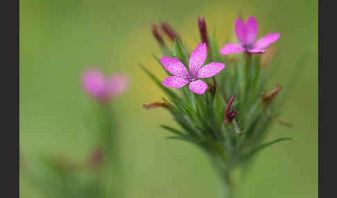 Rauhe Nelke (Dianthus armeria)